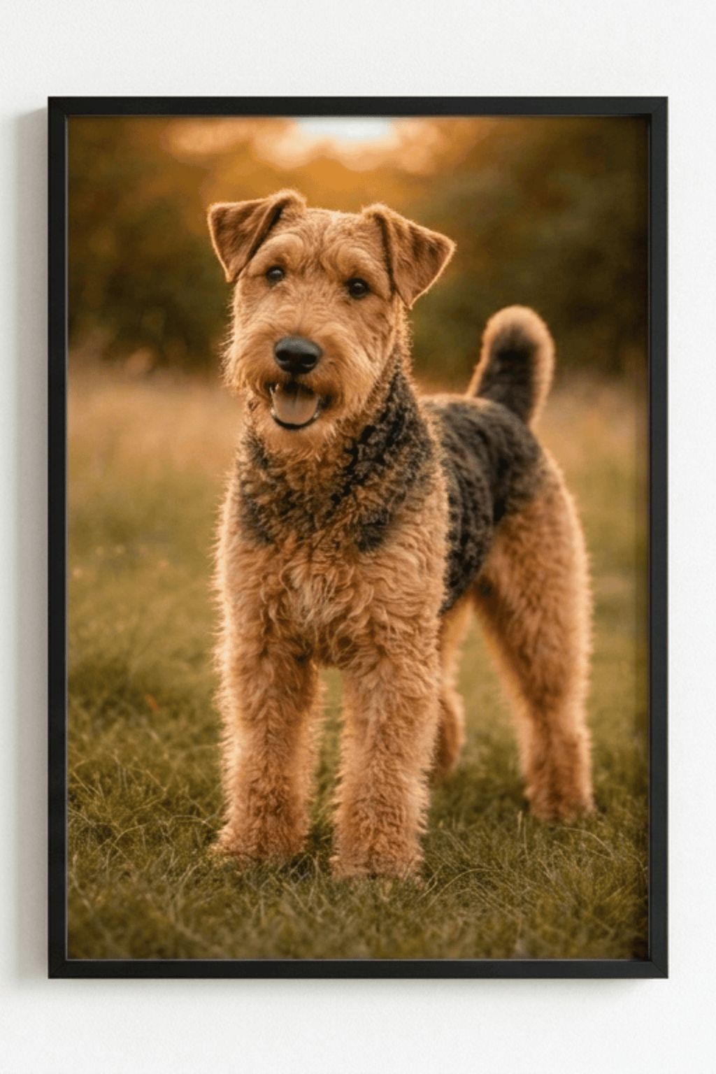 Airedale Terrier Golden Hour