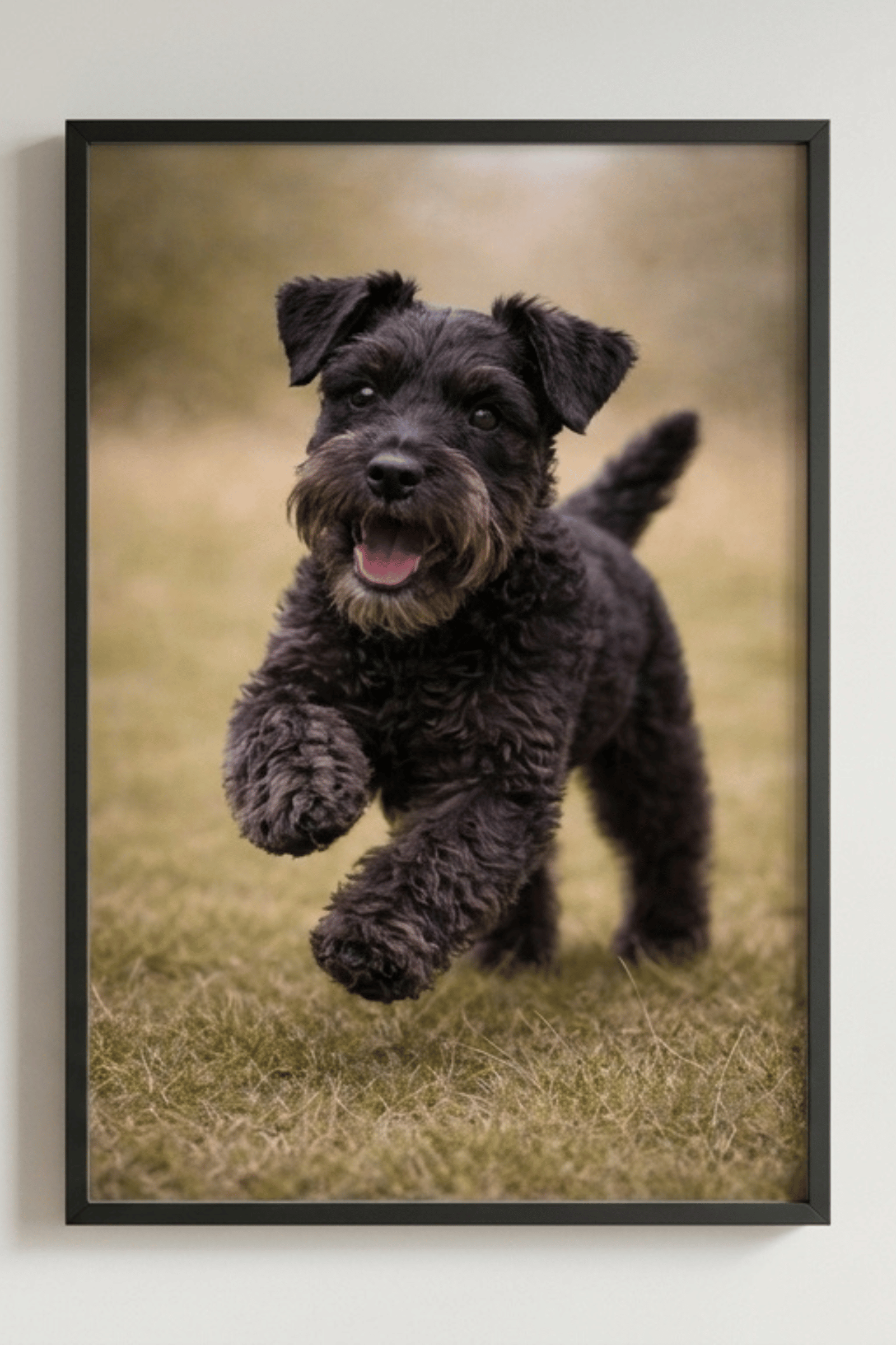 Black Miniature Schnauzer Puppy Play