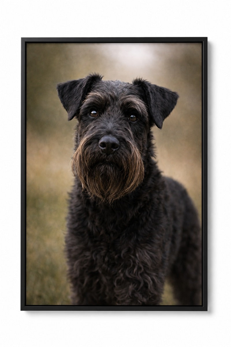 Black Schnauzer Portrait