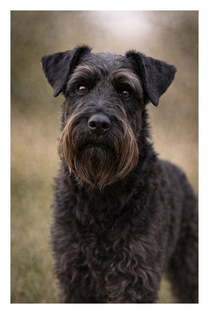 Black Schnauzer Portrait
