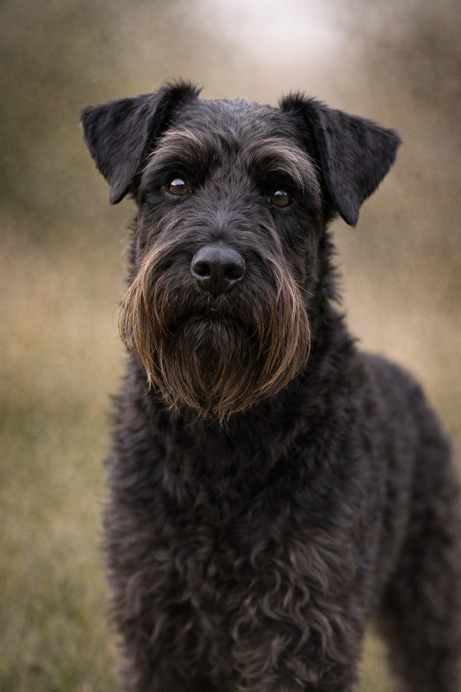 Black Schnauzer Portrait