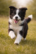 Border Collie in Motion