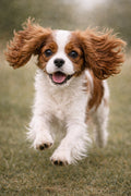 Cavalier King Charles Puppy Play