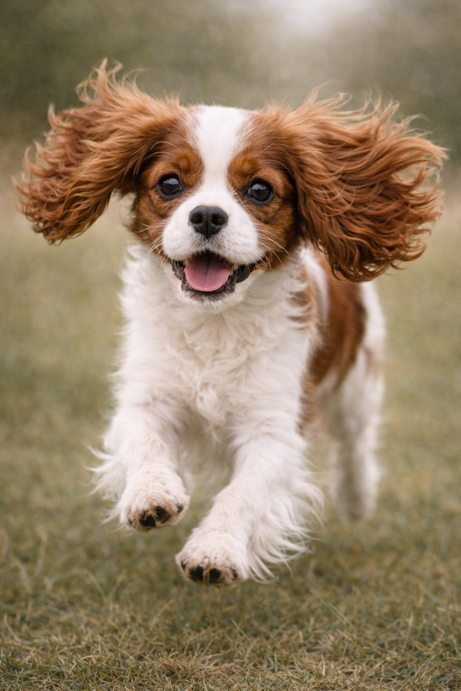 Cavalier King Charles Puppy Play