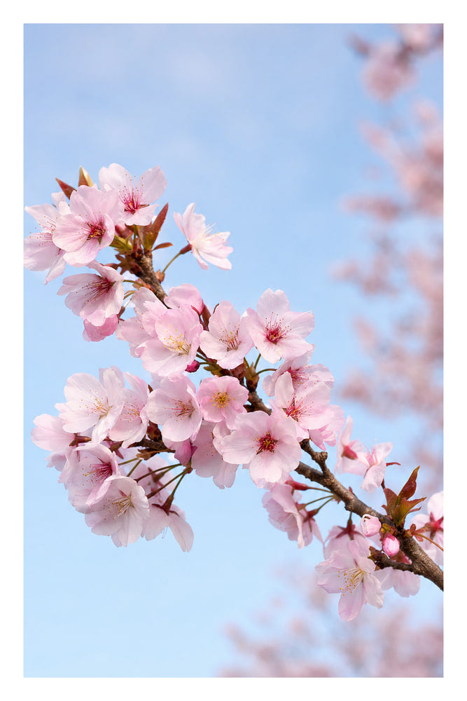 Cherry Blossom Branch in Bloom