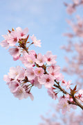 Cherry Blossom Branch in Bloom