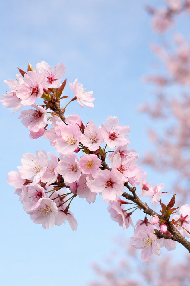 Cherry Blossom Branch in Bloom
