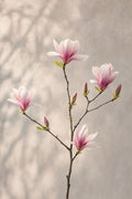 Delicate Magnolia Stem