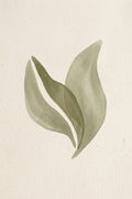 Gentle Leaf Study