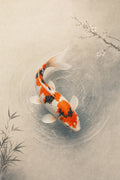 Koi Carp Turning