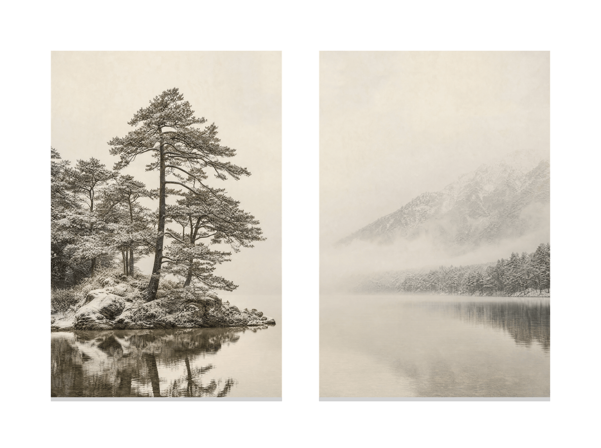 Still Pines in Snow