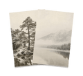 Still Pines in Snow