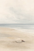 Shells on Soft Sand