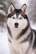 Siberian Husky Portrait